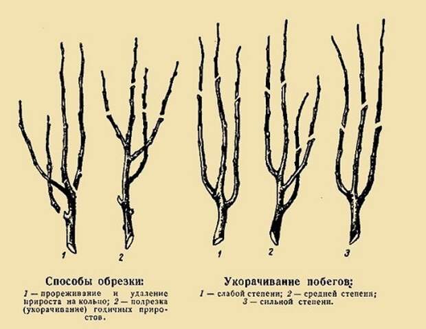 обрезка плодовых деревьев