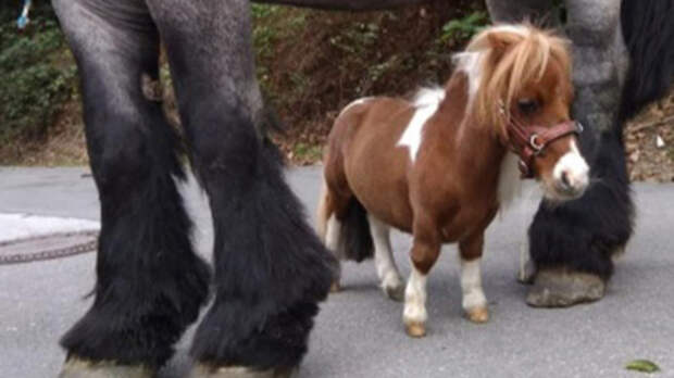Самая маленькая в мире лошадь / Фото: Guinness World Records