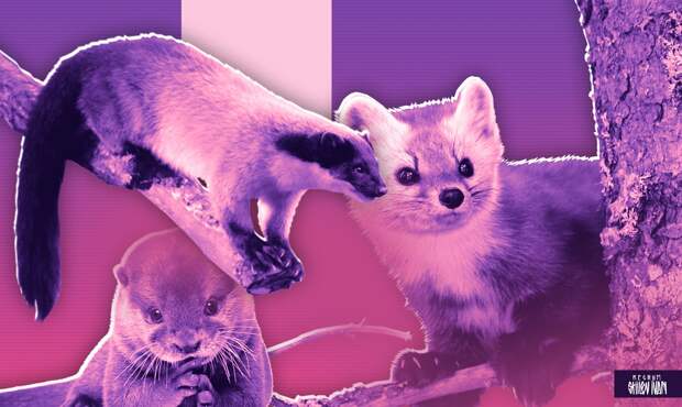 Минприроды опровергло смягчение запрета на добычу краснокнижных животных