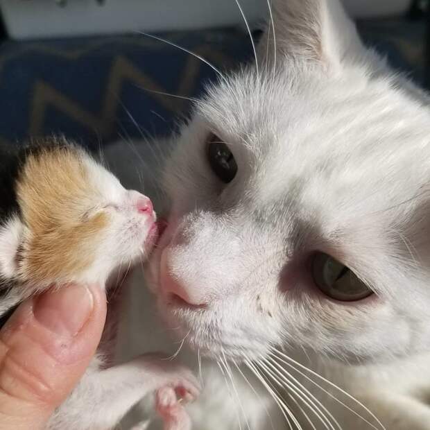 Без кота и жизнь не та