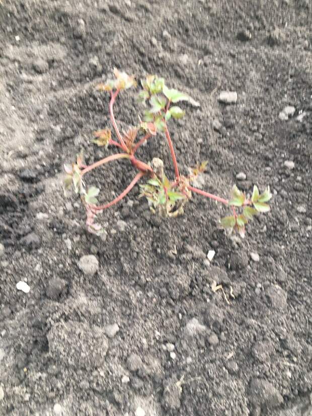 Пион древовидный