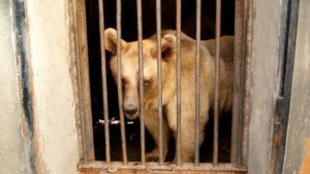 bears-saved-armenian-factory2