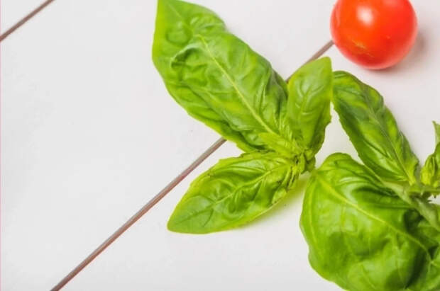 Диетолог Черняева заявила, что базилик способен замедлять старение