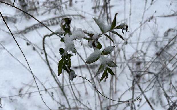 Синоптики обещают рязанцам теплый и снежный февраль