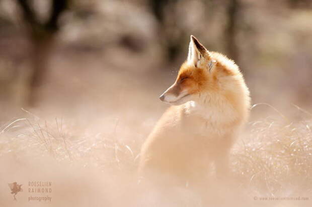 Дикие лисы в фотографиях Roeselien Raimond