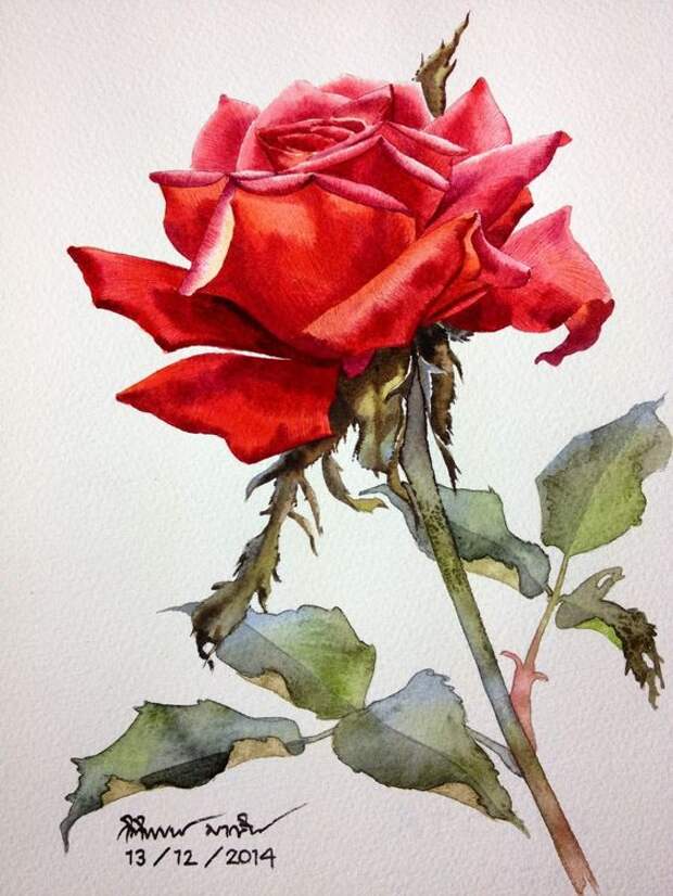 Lovely rose: 