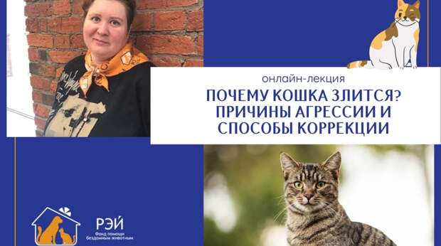 Бесплатная онлайн-лекция зоопсихолога, посвящённая психологии кошек