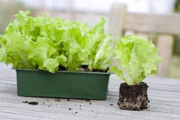 Выращивание салата из обрезков — это отличный способ максимально использовать то, что вы вырастили или купили в магазине