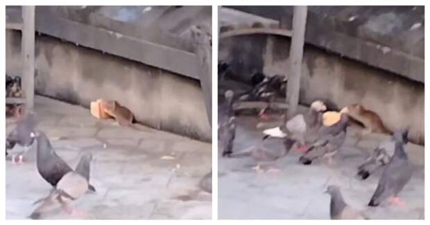 Голуби и крыса не поделили кусок хлеба