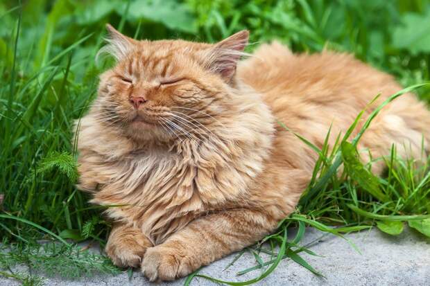 клещи у кота как лечить