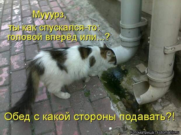 1474017275_kotomatricy-16