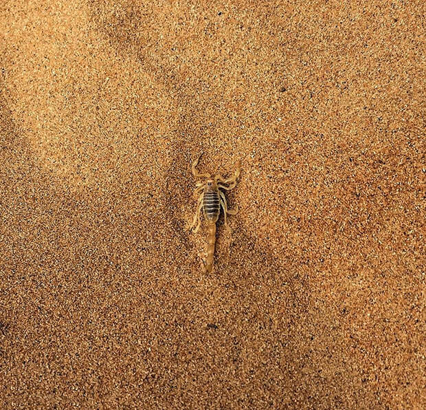 Почти невидимый на песке скорпион. Фото: Aimee Bristow.