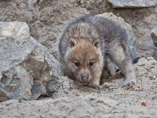Новосибирский зоопарк привлек внимание своими мини-свинками и новорожденными волчатами
