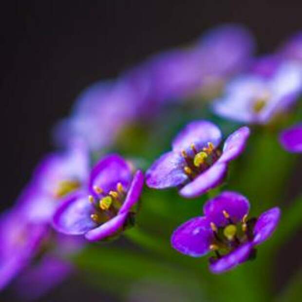 Алиссум (Lobularia maritima)