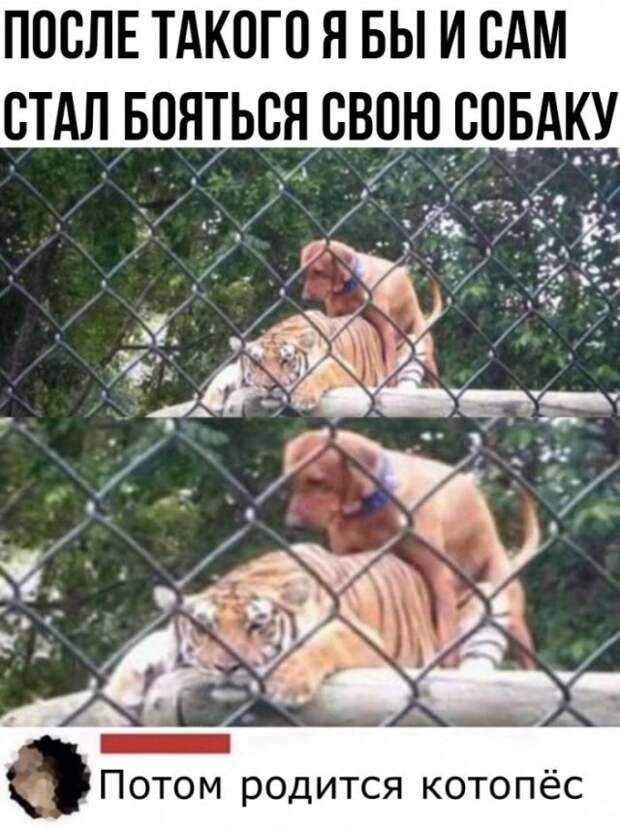 Смешные комментарии к постам в социальных сетях
