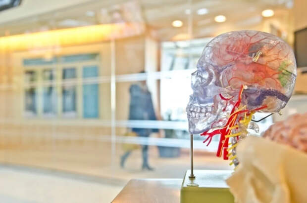 Японские ученые связали популярный продукт с улучшением памяти