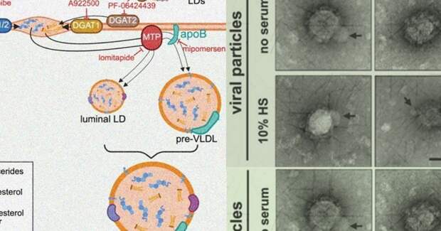 Вирус Крым‑Конго научился использовать липидный обмен печени для сборки вирионов