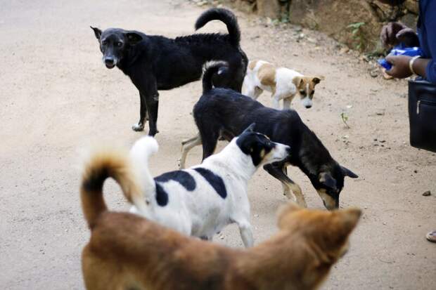 Стая бродячих собак напала на россиянку в Гоа