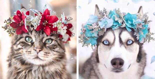 Милота в квадрате — 25 домашних любимцев в цветочных венках от талантливого дизайнера