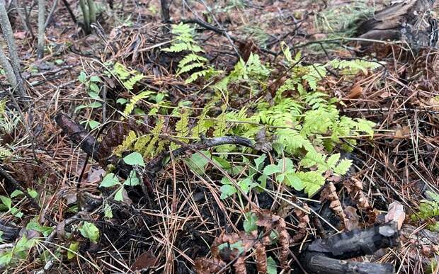В Рязанской области все чаще замечают гадюк