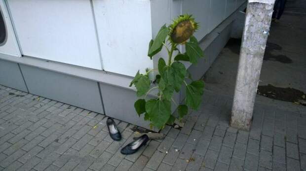 Приколы