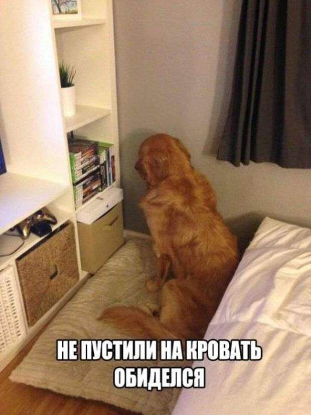 Прикольные картинки с надписями для веселья (11 фото)