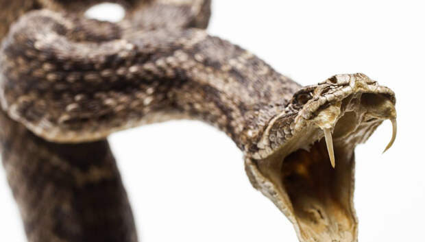 Змеи Практика использования змей в медицинских целях также имеет очень долгую историю. Еще в 1 веке до нашей эры из этих пресмыкающихся экстрадировали масло, применяемое от боли в суставах.