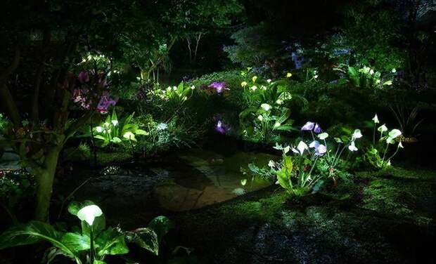 В КНР создали светящиеся растения для садового освещения