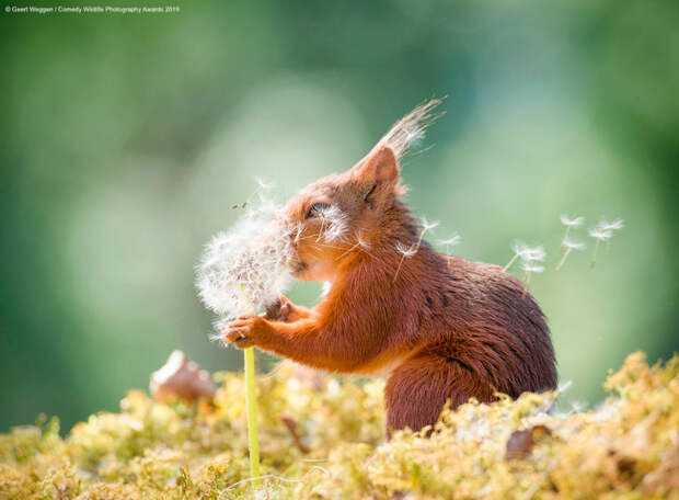 Призеры конкурса фотографий Comedy Wildlife Photography Awards 2019