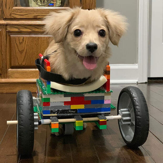 собака в коляске