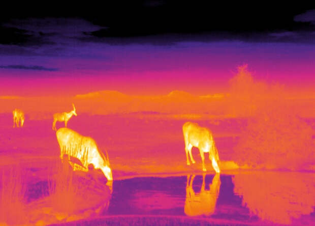 Программное обеспечение для астрофизиков поможет выследить ночных животных