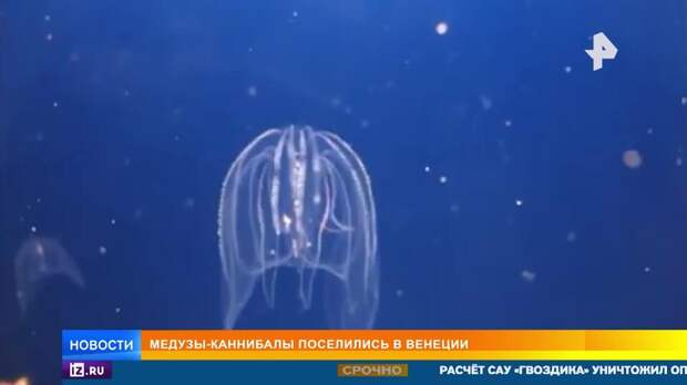 Медузы-каннибалы поселились в каналах Венеции