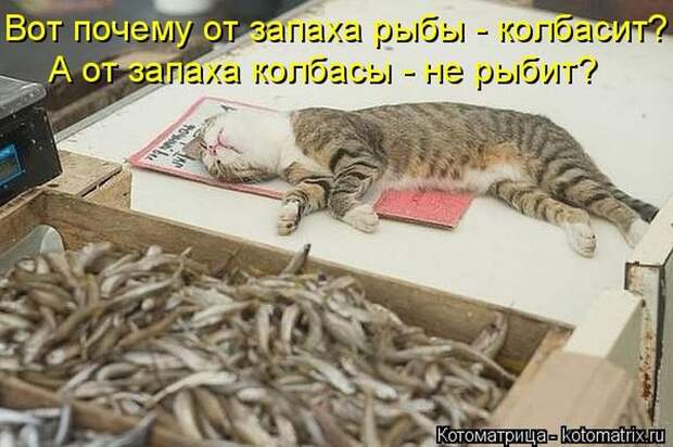Лучшие котоматрицы недели (50 фото)