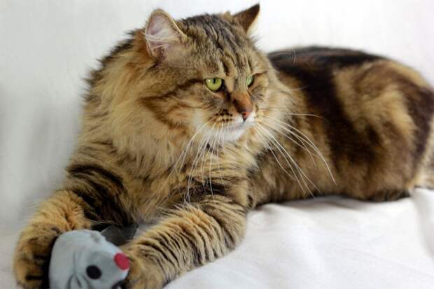 Зема – смотрящий