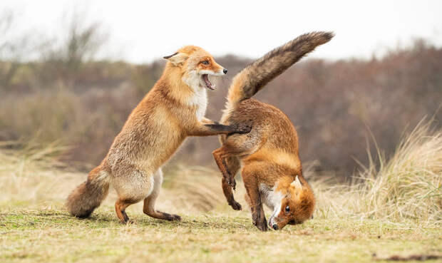 Призеры конкурса фотографий Comedy Wildlife Photography Awards 2019