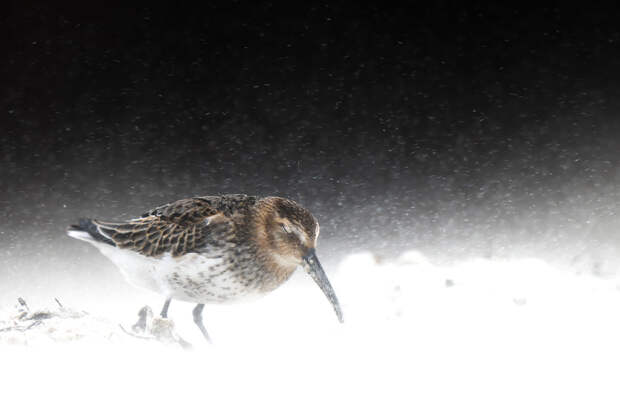 Чернозобик (Calidris alpina). Гельголанд, Германия