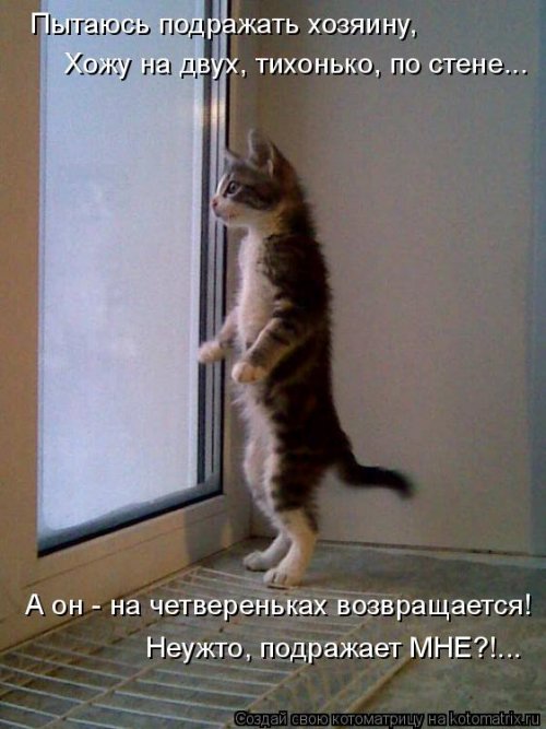 Новая котоматрица недели (39 фото)