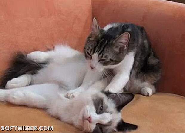 Кошачий массаж: почему они делают это?