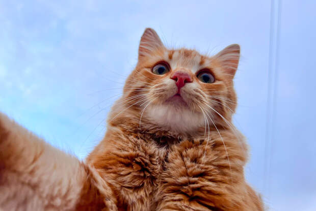 Зоопсихолог Капустина: весеннее поведение питомцев — не стресс, а инстинкт