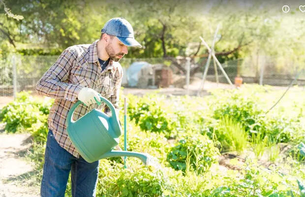 За разведение в огороде кактусов с мескалином жителям России грозит штраф