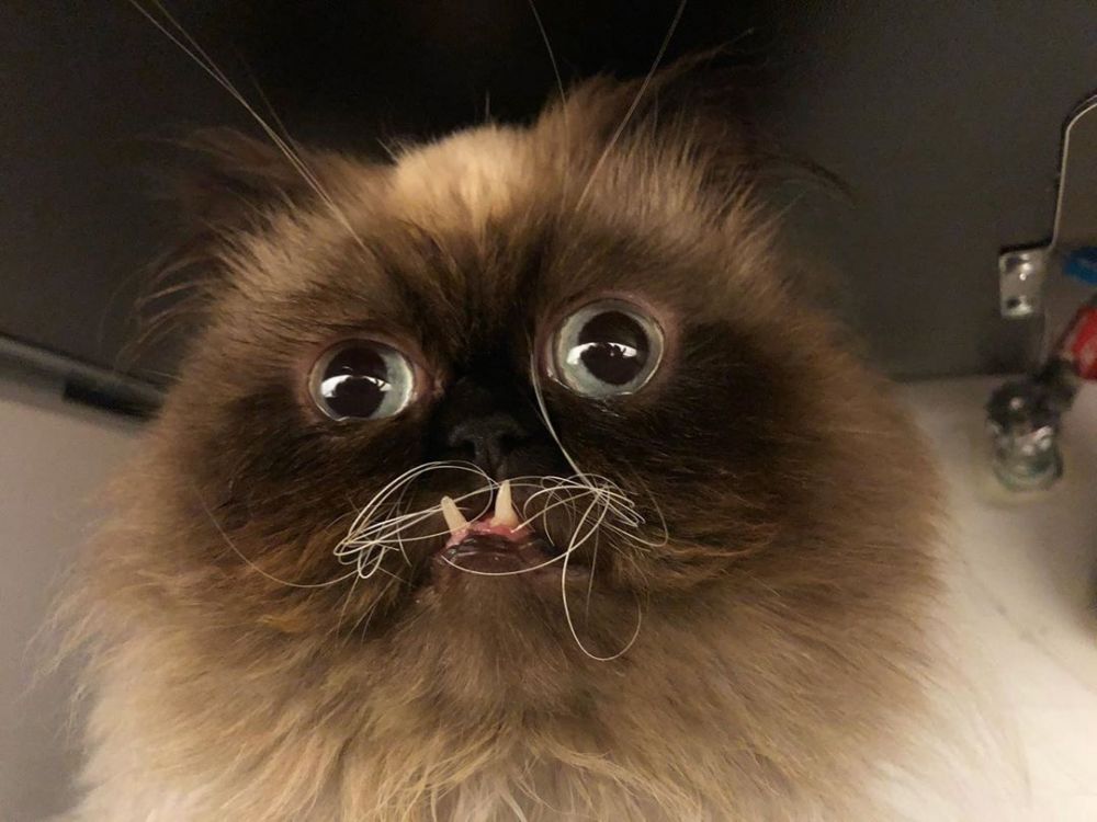 7 угарных фото кота, который похож на вампира