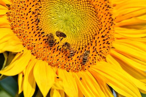 Картинки по запросу подсолнухи и пчелы