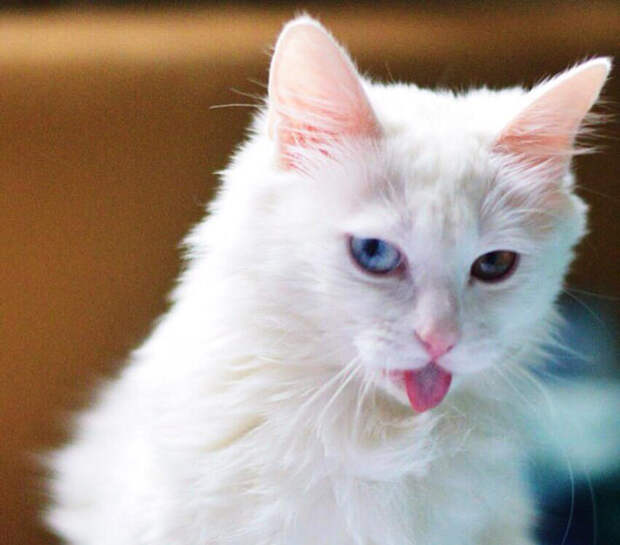 Порода белых пушистых кошек: список, описание, особенности содержания