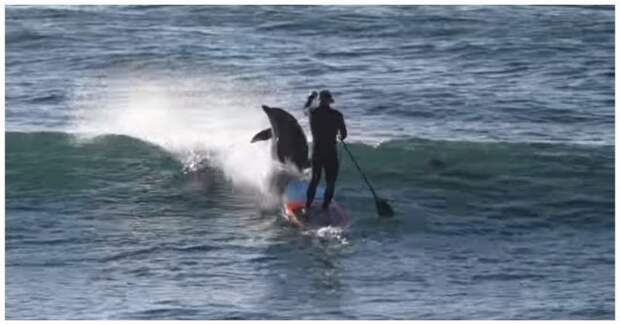 Дельфин увлекся погоней за рыбой и врезался в сапсерфера австралия, видео, дельфин, животные, прикол, сапсерфер, сапсерфинг, серфер, юмор