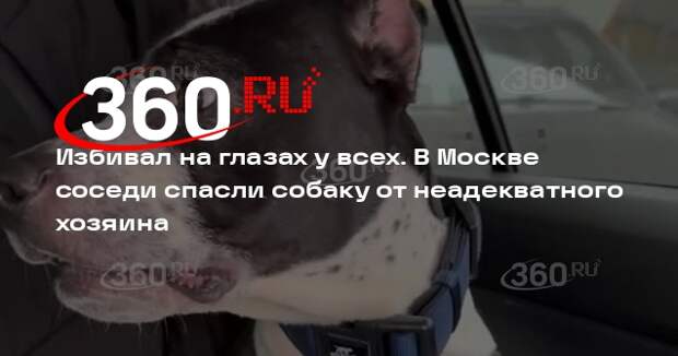 Соседи спасли собаку от избивавшего ее хозяина на юго-востоке Москвы