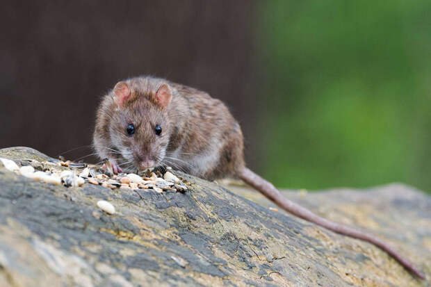 Вирусолог Малинникова: крысиным гепатитом можно заразиться через продукты питания