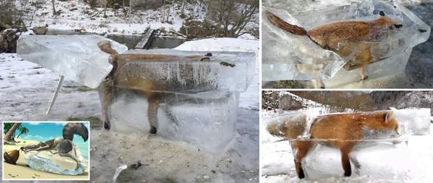 Лиса вмерзла в лед в Германии