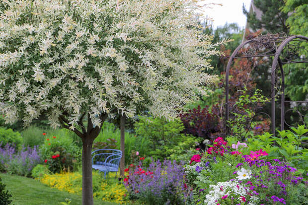 12 лучших карликовых деревьев для небольшого сада