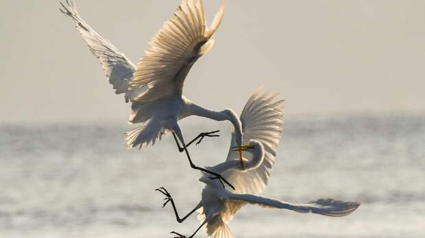 Обойдемся без жертв: как мирно разрешить любой конфликт