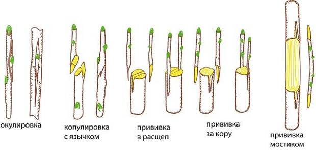 Способы прививки деревьев